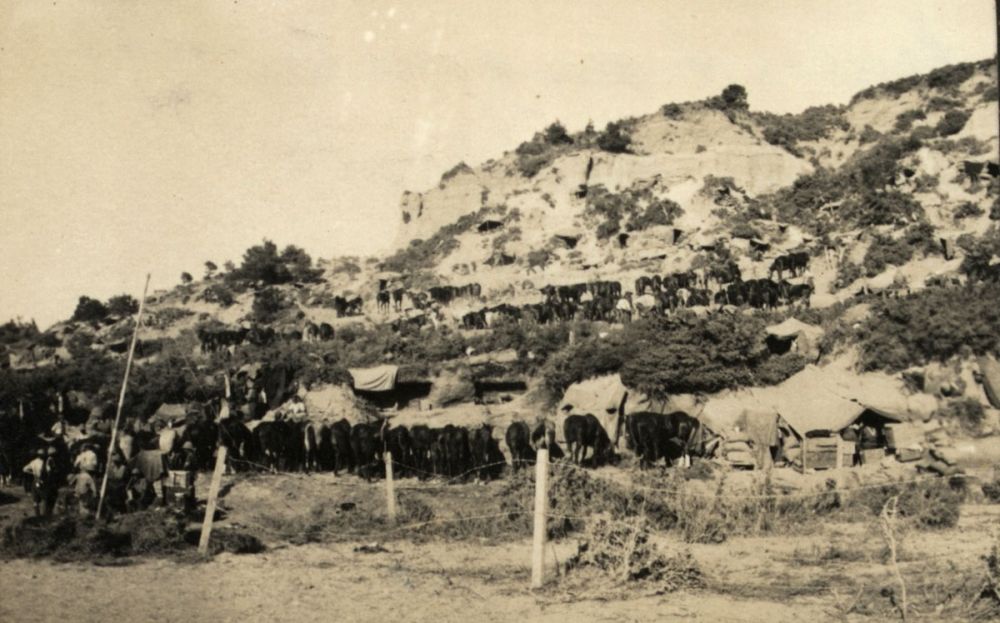 Mules and dugouts at No. 2 Outpost.